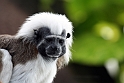 Paryk tamarin